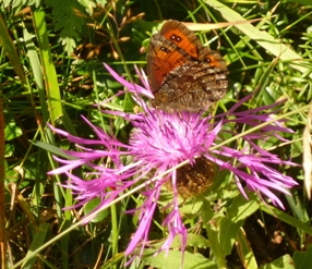 Identificazione Farfalla